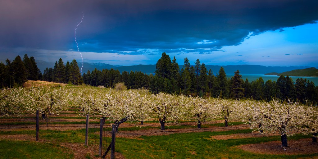 cherry orchard storm